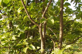 Loài cây hiếm nhất hành tinh, được bảo vệ nghiêm ngặt 24/24