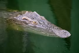 Tiêu hủy 125 con 'quái thú' do lo ngại nước lũ dâng cao