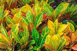 Cây cảnh sặc sỡ, thu hút tài lộc, mang lại may mắn cho gia đình