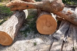 Loài gỗ đắt hơn vàng, Việt Nam chỉ còn 8 cây ngoài tự nhiên