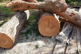 Loài gỗ đắt hơn vàng, Việt Nam chỉ còn 8 cây ngoài tự nhiên