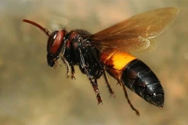 Loạt động vật độc tố cực mạnh ở Việt Nam, chớ dại động vào