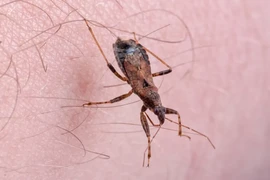 Top 8 động vật nguy hiểm nhất hành tinh, Việt Nam xuất hiện 2 loài 