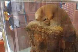 Loài nấm tiến vua đắt nhất thế giới, nghìn tỷ cũng khó mua