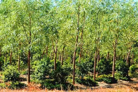 Cây 'vàng xanh' quý hiếm bậc nhất thế giới, Việt Nam trồng hàng loạt