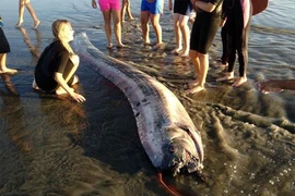 Cá mái chèo khủng bất ngờ xuất hiện, chuyên gia lập tức lên tiếng