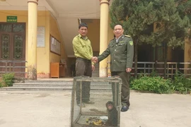 Khỉ mặt đỏ bàn giao cho Hạt Kiểm lâm: Loài trong Sách Đỏ Việt Nam