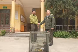 Khỉ mặt đỏ bàn giao cho Hạt Kiểm lâm: Loài trong Sách Đỏ Việt Nam