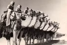 Những "chiến binh" động vật nức tiếng trong chiến tranh