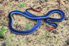 Giật mình loài thống trị cả thế giới rắn độc, nhìn là hết hồn 