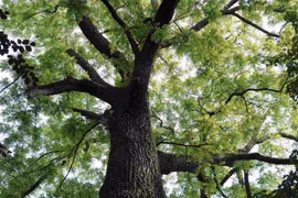 Loại cây triệu đô được cả thế giới săn lùng, Việt Nam có 3.000ha