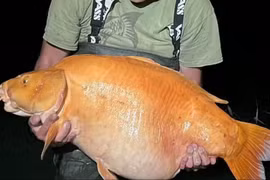 Cá vàng lớn chưa từng thấy dính câu, cần thủ lập tức làm điều này