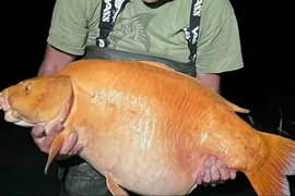 Cá vàng lớn chưa từng thấy dính câu, cần thủ lập tức làm điều này