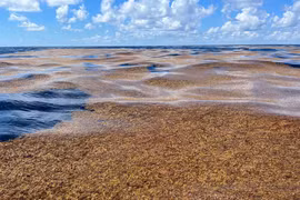 'Rừng vàng' giữa đại dương, nỗi ám ảnh của thủy thủ