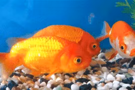 Vì sao cá nước ngọt không thể sống ở biển?