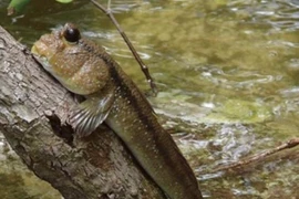 Tận mục 'báu vật trời ban' ở Việt Nam, thế giới không nơi nào có
