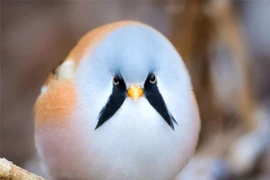 Loài chim sở hữu chòm râu cực chất, biết làm xiếc siêu đẳng