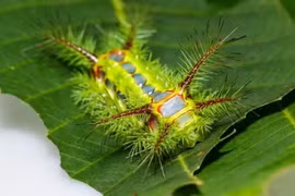 7 loài động vật tại Việt Nam độc tố cực mạnh, giật mình số 1