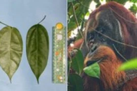 Con đười ươi nhai lá thuốc đắp lên vết thương để tự chữa lành