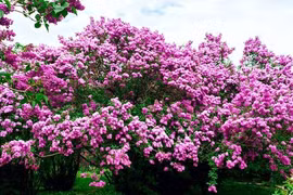 Cây cảnh nở hoa lộng lẫy, trồng trong nhà đón phúc lộc