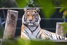 2 tuần tới, 3 con giáp đón Thần Tài, công thành danh toại