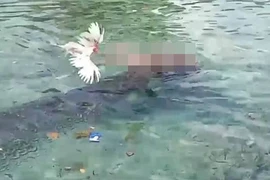 Đang rửa chân, người phụ nữ bất ngờ bị 'quái thú' kéo tuột xuống biển