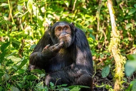 Ảnh động vật hài hước nhất năm 2024 đoạt giải thưởng lớn