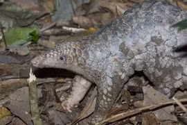 Tê tê Java bán trái phép ở Hải Dương: Loài trong Sách Đỏ Việt