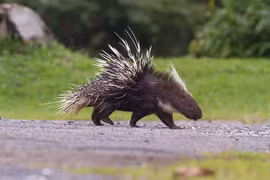 Loạt động vật 'Sách đỏ' vừa được thả ở VQG Phong Nha - Kẻ Bàng 