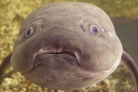 Loài cá đặc biệt không ăn uống vài năm vẫn sống khỏe