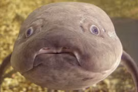 Loài cá đặc biệt không ăn uống vài năm vẫn sống khỏe