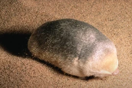 Tìm ra loài vật tuyệt chủng 90 năm nhờ một chú chó