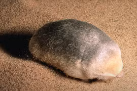 Tìm ra loài vật tuyệt chủng 90 năm nhờ một chú chó