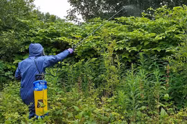 Loài cây là 'ác mộng' của nhiều nước, ở Trung Quốc là đặc sản