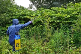 Loài cây là 'ác mộng' của nhiều nước, ở Trung Quốc là đặc sản