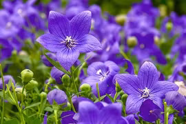 Cây cảnh ngọt ngào đẹp tựa viên ngọc, chạm mắt đã phải lòng