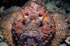 Top 8 loài cá đáng sợ bậc nhất, không ai muốn chạm trán trên đời