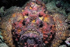 Top 8 loài cá đáng sợ bậc nhất, không ai muốn chạm trán trên đời