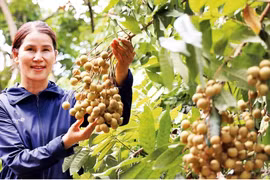 Nông dân bỏ túi nửa tỷ đồng nhờ trồng cây ra quả ngọt ngào