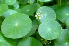 Cây cảnh 'sặc mùi tiền', trồng trong nhà tài lộc không lo cạn