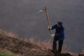 Cuốc đất đụng trúng báu vật, trưởng thôn vội vã báo chính quyền