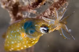 Độc đáo loài mực mới siêu nhỏ 1cm, săn mồi bằng cách ngồi im