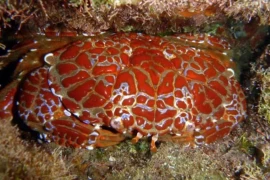 Một con cua có thể đầu độc 40.000 con chuột?