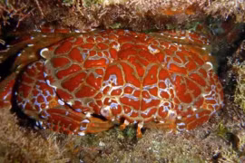 Một con cua có thể đầu độc 40.000 con chuột?