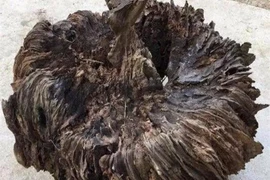 Thấy 'tổ chim' mục nát định đem đốt, nào ngờ là 'báu vật' Trời ban 