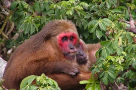 Khỉ mặt đỏ được thả về tự nhiên ở Nghệ An: Loài cực hiếm