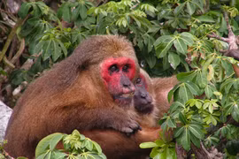 Khỉ mặt đỏ được thả về tự nhiên ở Nghệ An: Loài cực hiếm