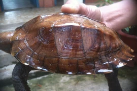 Cận cảnh rùa sa nhân cực hiếm vừa được người dân bàn giao ở Huế