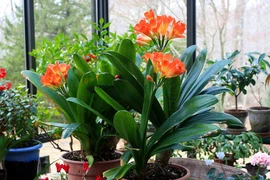 5 hoa chiêu tài hút lộc, mỗi lần nở là đón điềm lành