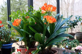 5 hoa chiêu tài hút lộc, mỗi lần nở là đón điềm lành